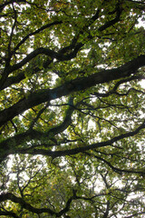 Obraz premium close-up of oak tree canopy in the Spring with fresh foliage