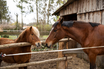Ein Pferd und ein Pony stehen zusammen vom Holzzaun, sie kuscheln und küssen sich, auf dem Feld. das Fell ist braun  Das rechte Auge  bei Pony fehlt. Es ist April, kalt tagsüber. 