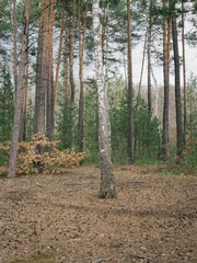 A birch tree with a trail around it on the ground 