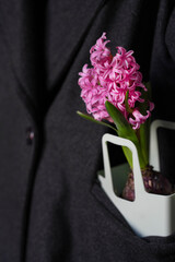 bright pink hyacinth in a decorative bag in a coat pocket