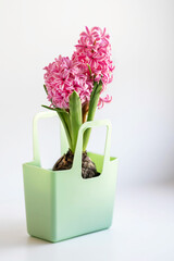 bright pink hyacinth in a decorative bag