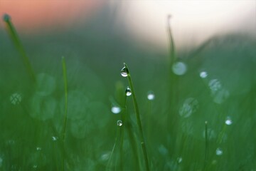 grass water drop