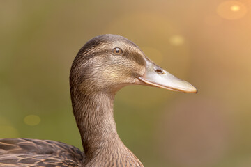 Close up portrait of a brown wild duck