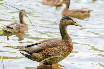 Wild ducks in the park pond and on the shore