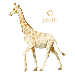 Naklejka premium Watercolor illustration of a cute giraffe on white background. Cute animal alphabet series A-Z