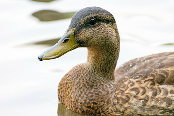 Wild ducks in the park pond and on the shore