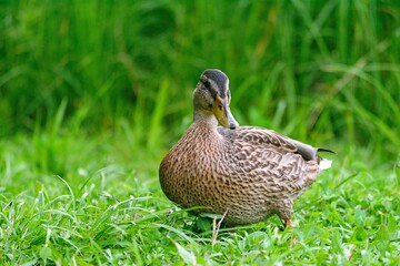 Wild ducks in the park pond and on the shore