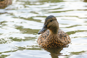 Wild ducks in the park pond and on the shore