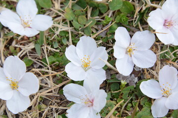野鳥についばまれて、地面に落花した桜の花