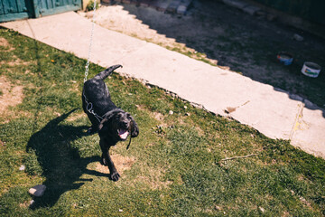 Funny puppy on the backyard holding his leash.