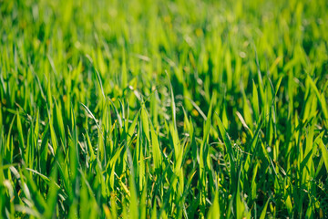 Fototapeta premium Green grass close up in sunny day