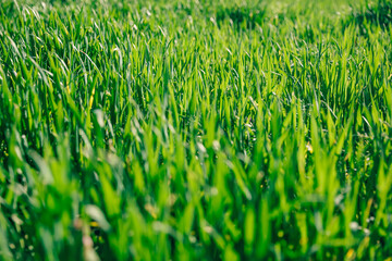 Green young wheat close up