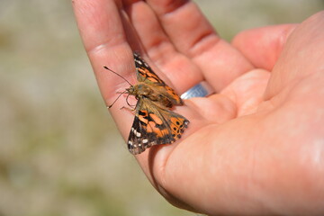 Piękny motyl wiosna lato ręka dłonie z motylem
