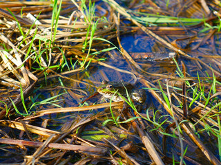 A frog in the water and grass. Summer