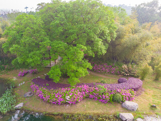 Early spring aerial scenery of Moshan Rhododendron Garden in East Lake, Wuhan, Hubei, China