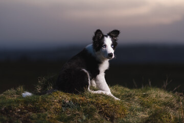 Border Collie sheep dog puppy 8 weeks old on a farm in South Wales