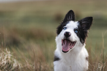 Border Collie sheep dog puppy 8 weeks old on a farm in South Wales
