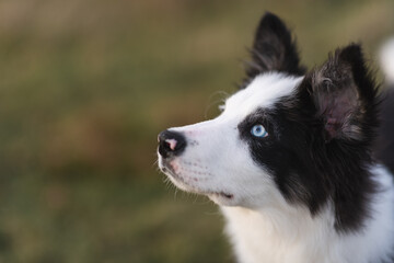 Border Collie sheep dog puppy 8 weeks old on a farm in South Wales