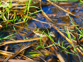 A frog in the water and grass. Closeup. Summer