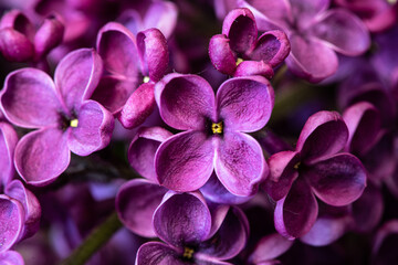 Fototapeta na wymiar Beautiful and colorful closeups of lilac flowers. 