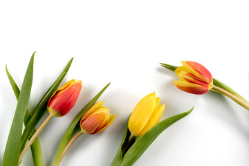 Red and yellow tulips flowers with green leaves, top view, copy space, isolated on white background