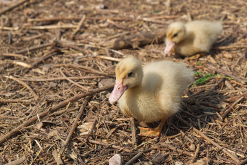Baby Duck or Duckling in the Farm Lawn in the Morning.
