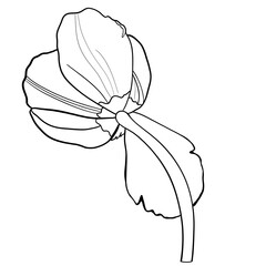 Contour drawing of a tulip. Drawing for coloring.