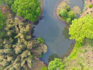 Fototapeta na wymiar Early spring aerial scenery of Moshan Rhododendron Garden in East Lake, Wuhan, Hubei, China