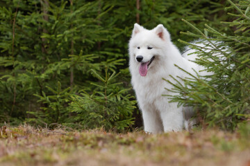 A cute white Samoyed dog looks out from a thicket of coniferous plants