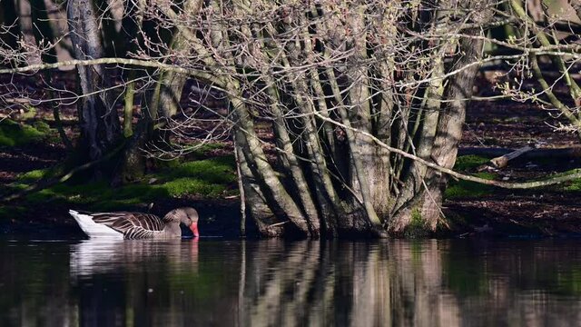 Greylag goose swimming on the lake and watch, spring,  (anser anser), germany
