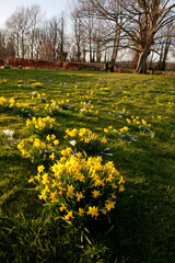 Obraz premium bright yellow daffodil flowers growing in Spring