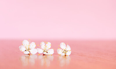 Fototapeta na wymiar Three white apricot flowers on a pink background. Pastel color. Flat lay. Closeup. Empty place for inspirational text, lovely quote or positive sayings.