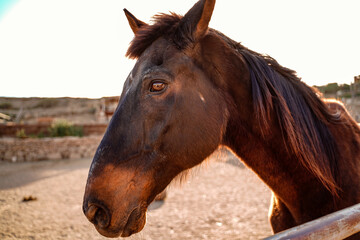 Fototapeta premium Closeup portrait of beautiful horse on the farm.