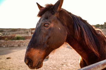 Closeup portrait of beautiful horse on the farm.