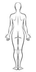 Model of the human body from behind. Hand drawn gender-neutral figure on isolated background, back view, outline variant. Flat vector, EPS 8.