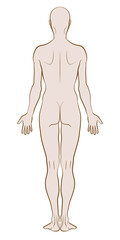 Model of the human body from behind. Hand drawn gender-neutral figure on isolated background, back view, colored variant. Flat vector, EPS 8.