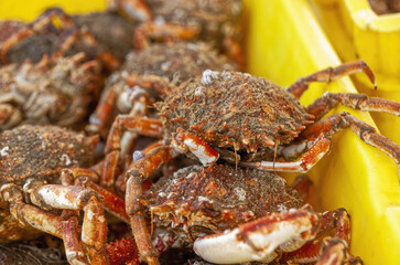 Seafood, Crabs, Fecamp, Normandy, France