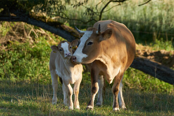 Kuh auf der Weide k&uuml;mmert sich um ihr Kalb