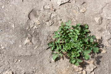 A bush of young green celandine grew on gray concrete in mid-spring