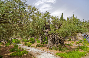 Mount Of Olives, Garden Getsemani, Jerusalem, Israel