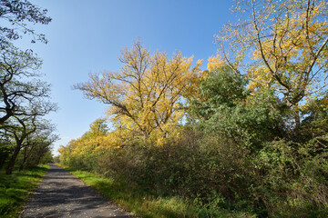 Fototapeta premium Strahlend sonniger Herbsttag im Wald