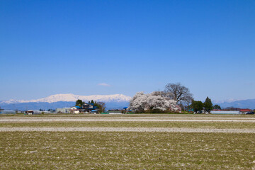 神指城跡の桜と飯豊山（福島県・会津若松市）