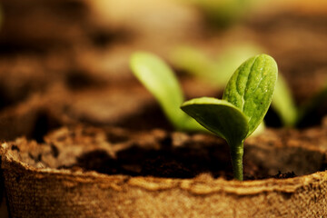 Growing water melons from seeds. Process of growing watermelons seedlings - close up, macro photography