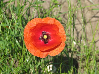 Red poppy in a field in the summer day