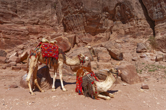 Jordan, Camele, Petra