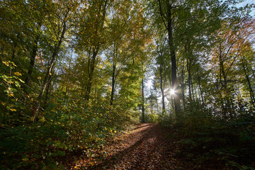 Obraz premium Strahlend sonniger Herbsttag im Wald