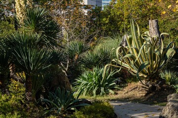 American agave (Agave americana) striped - species of genus Agave, Agave subfamily, Asparagus family against background of evergreen plants. Sochi city center. Landscape park near Winter Theater.
