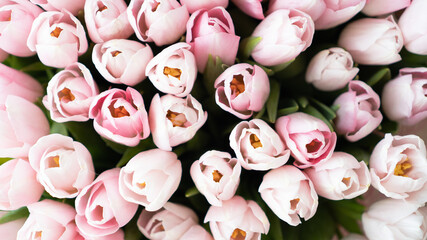 Fresh and closed heads of tulips. Floral background for greeting cards. Delicate and bright tulips in a large bouquet