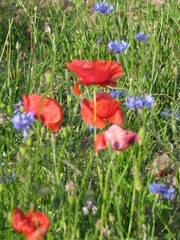 Poppies and habry in the meadow on a summer day

