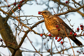 Wacholderdrossel mit Vogelbeere